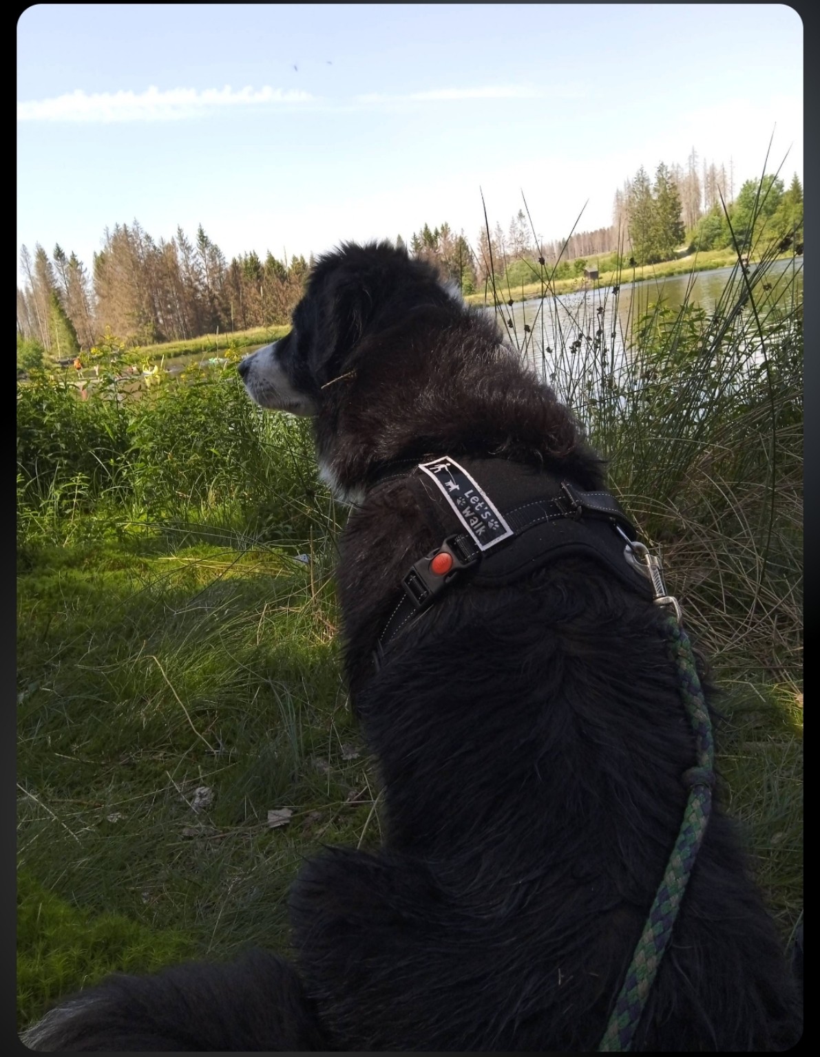 Bella